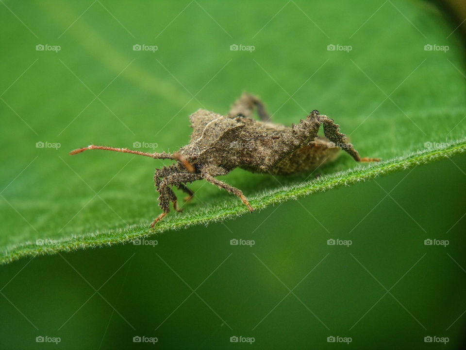 Hairy bug on a green leaf
