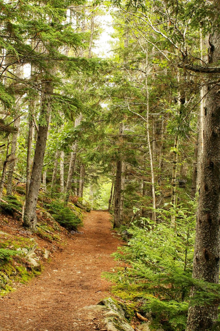 Beautiful forest trail, tall green trees, and wide footpath on an overcast day. Magical and peaceful walk out in nature