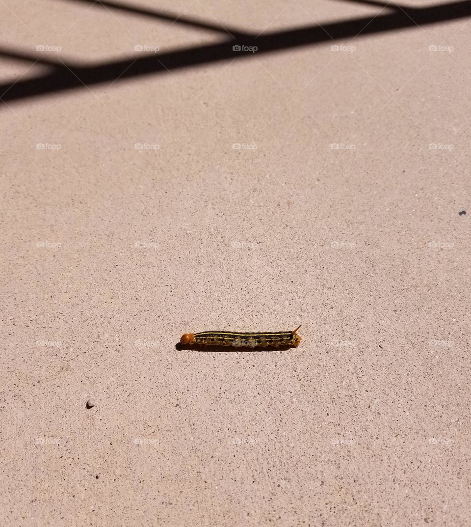 One caterpillar on pavement, with an abstract shadow.