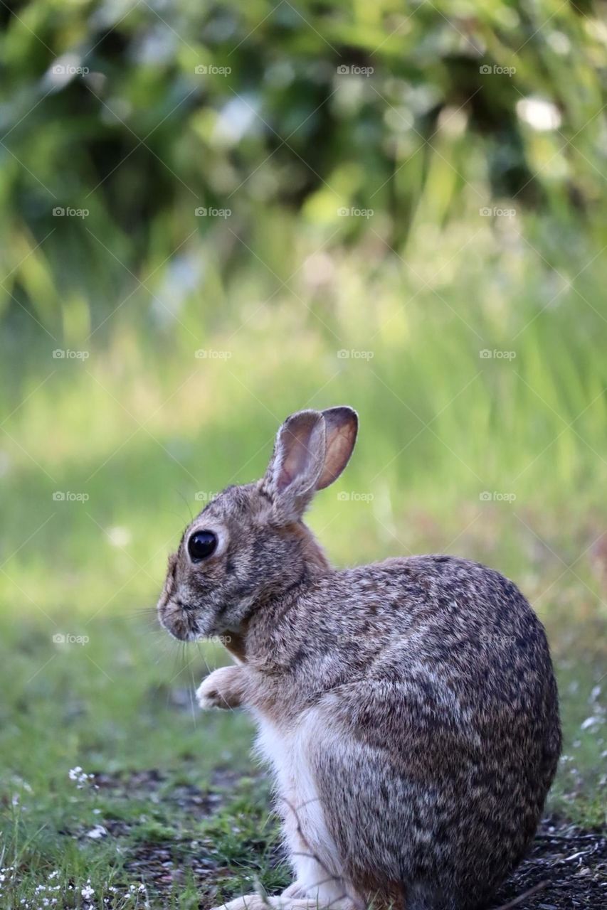 Young rabbit spending time in a grassy patch on a cool spring evening in Washington 