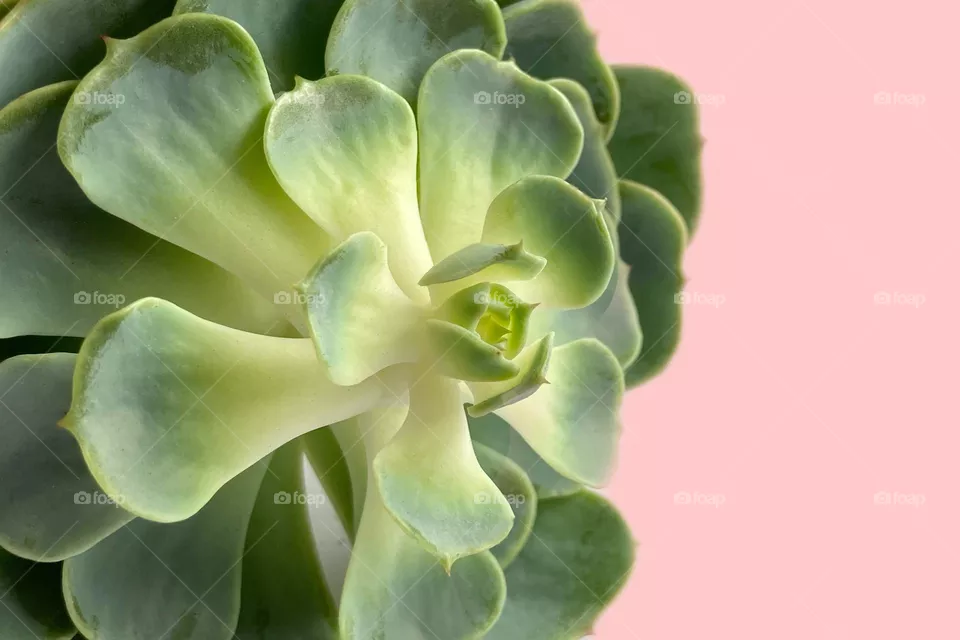 Backgrounds, copy space, succulent against green background 