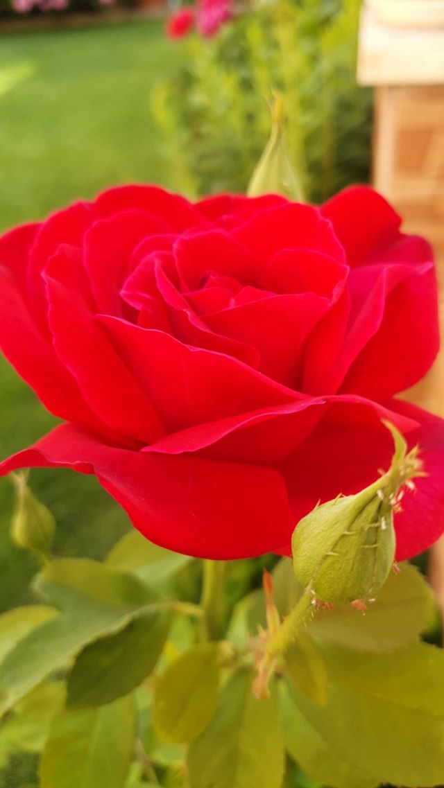 🥀🌹