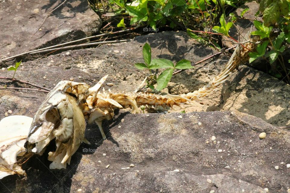 fish skeleton