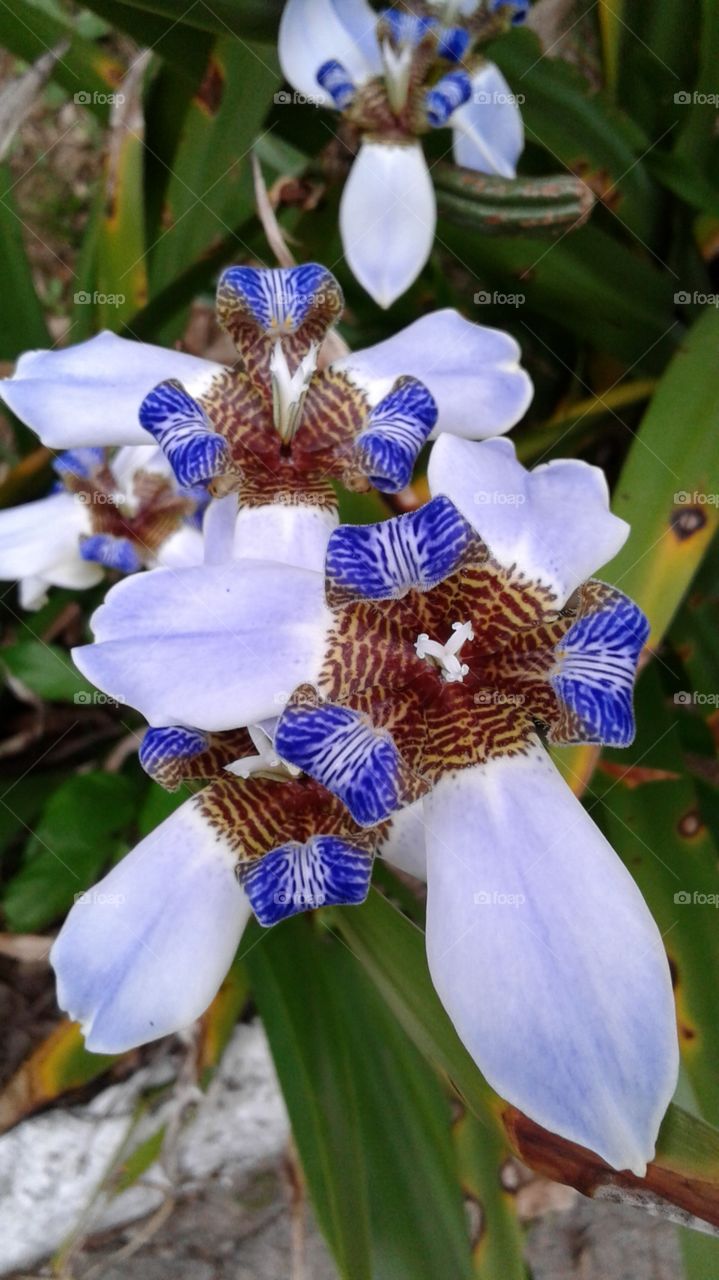 NATURAL NATURE ENVIRONMENT GARDEN FLOWER