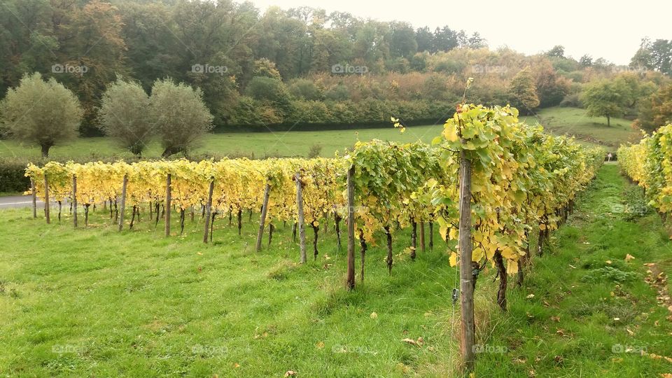 vineyards Luxembourg