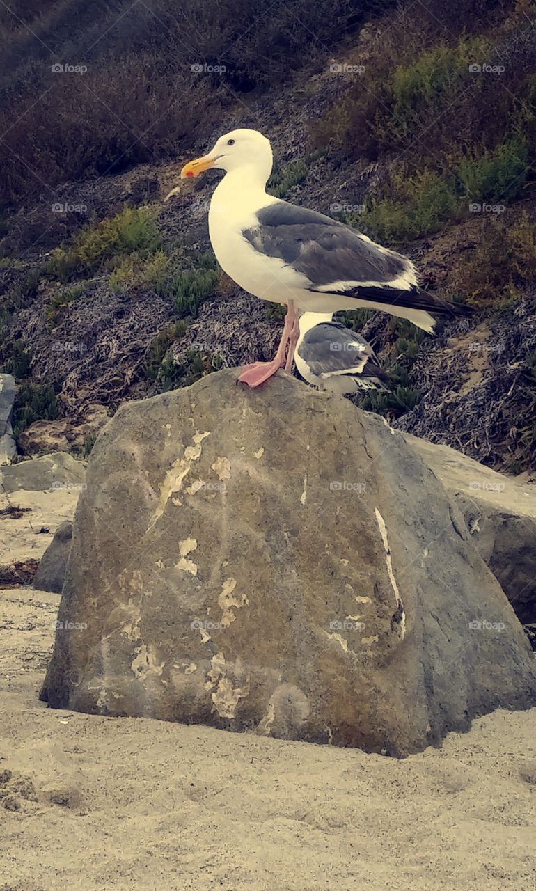 seagull friend. seagull friend on the beach. keeping me company