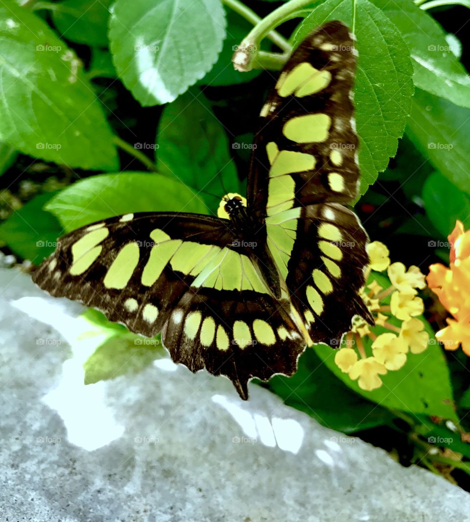 Green & Black Butterfly