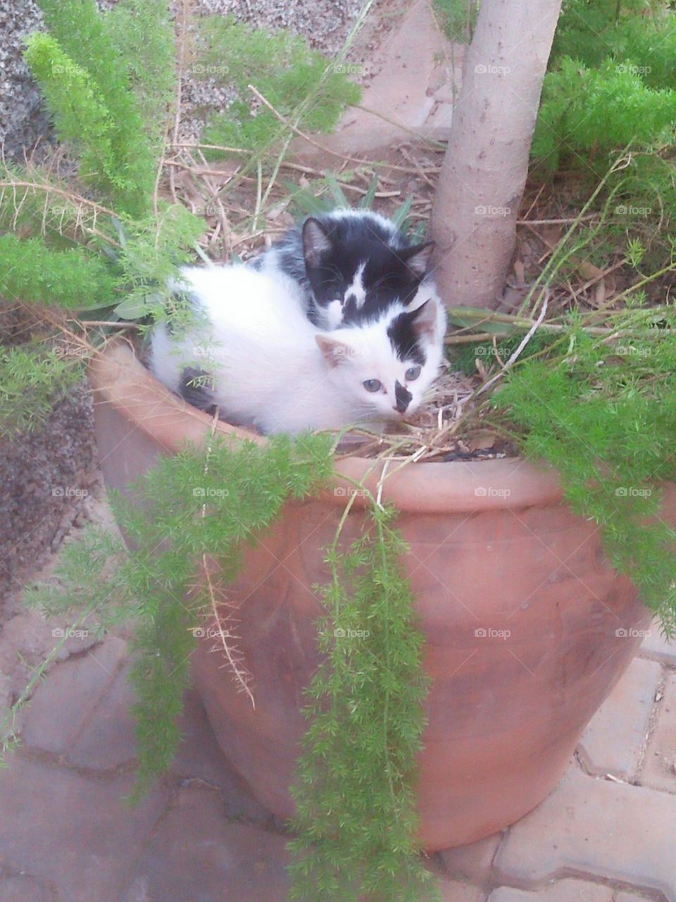 Two babies cats.