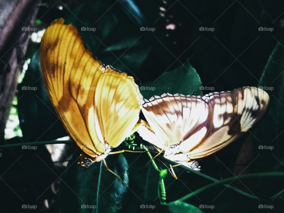 Butterfly in love.