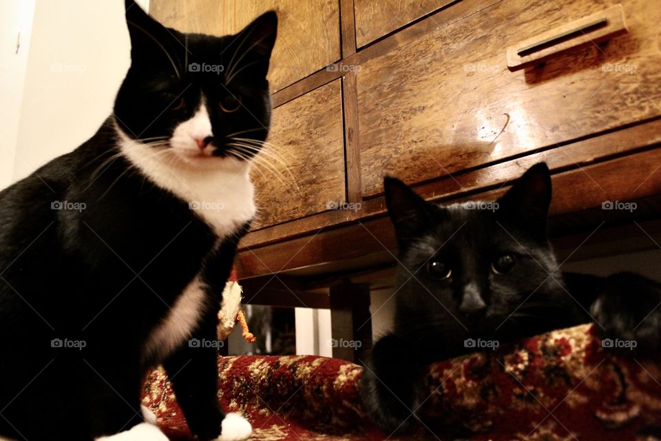 Siblings rolling rugs