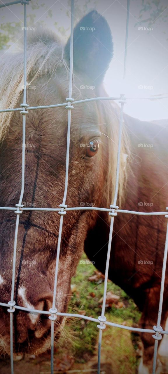 Gazing Horse