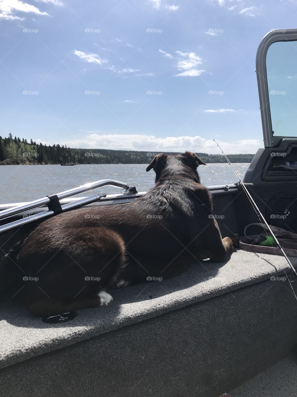 Dog fishing at a lake on a boat