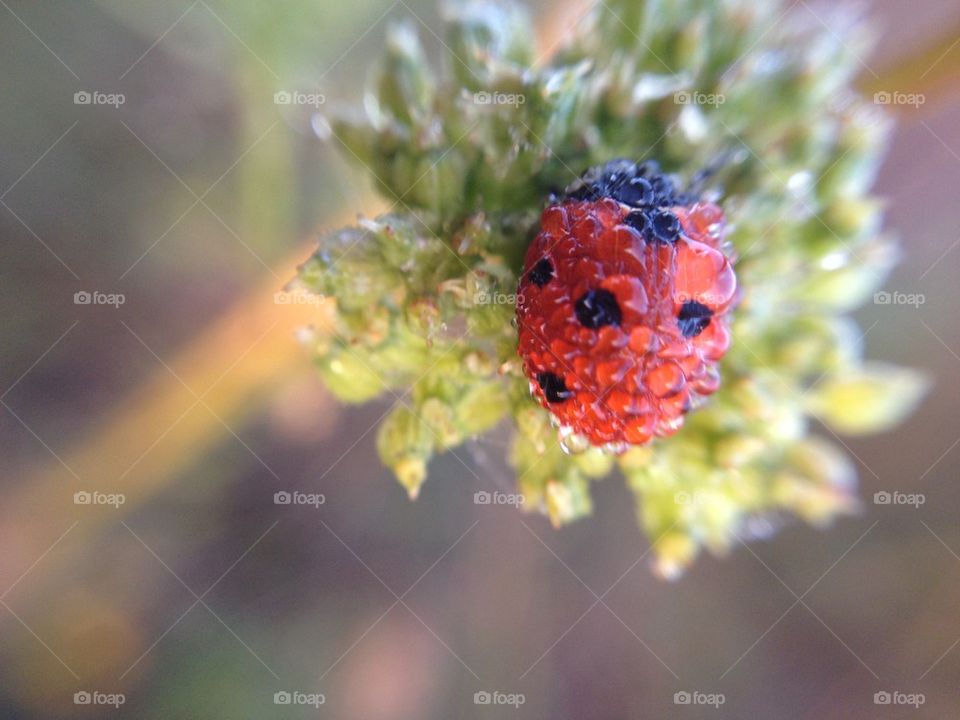 Ladybug in drop