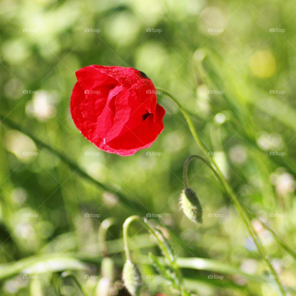 Spring poppy