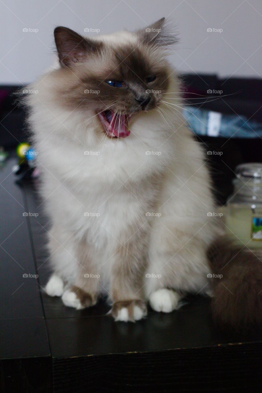 Lilly the birman on the table, being angry this day. 