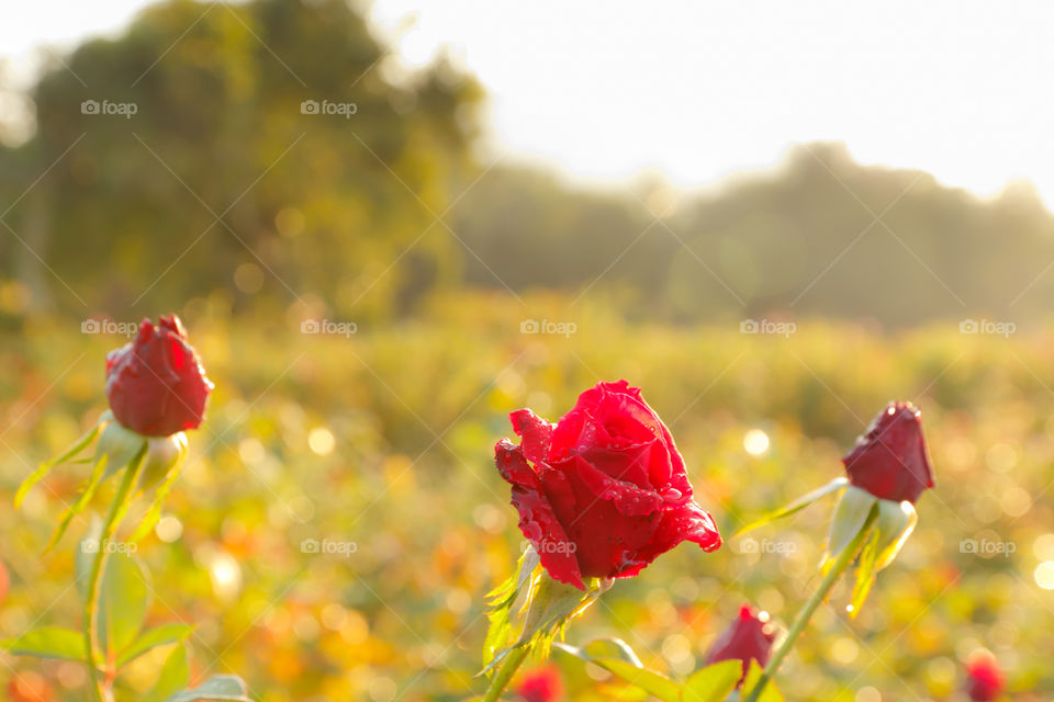 rose. red rose in garden