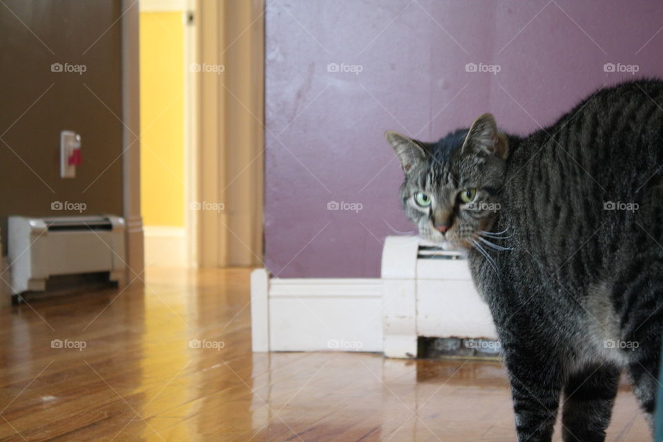 Cat in Hallway
