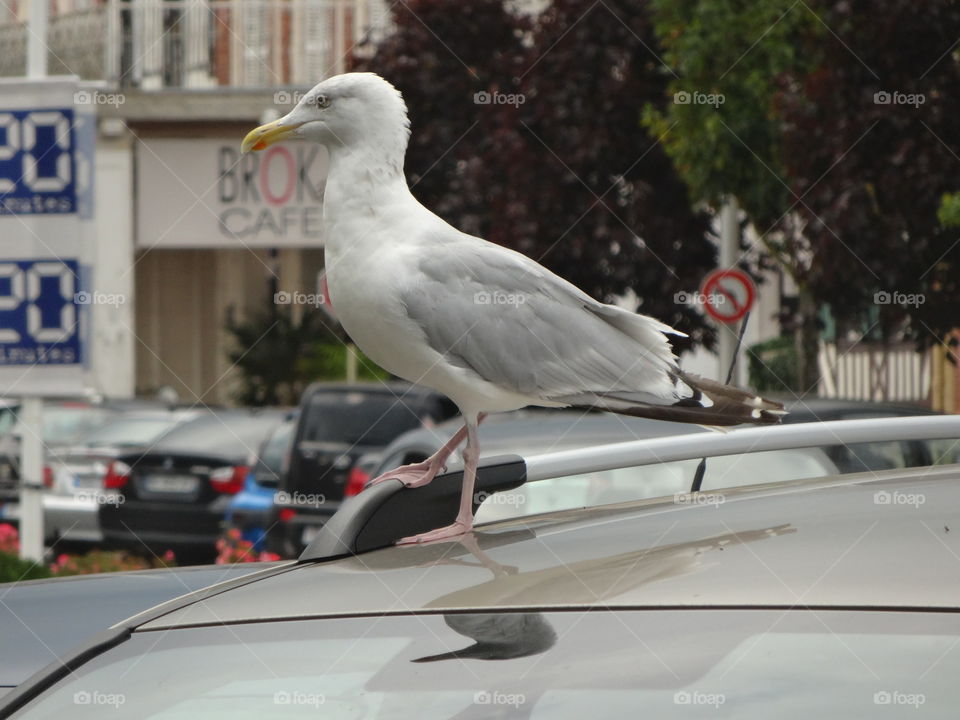 Seagull in Deauvillr