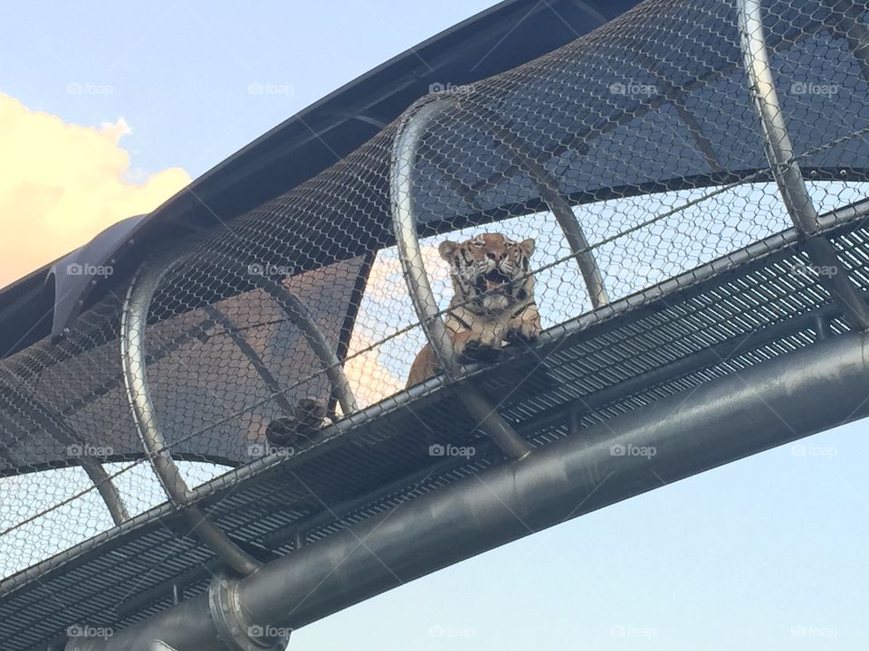 Sky, Outdoors, No Person, Fence, Cage