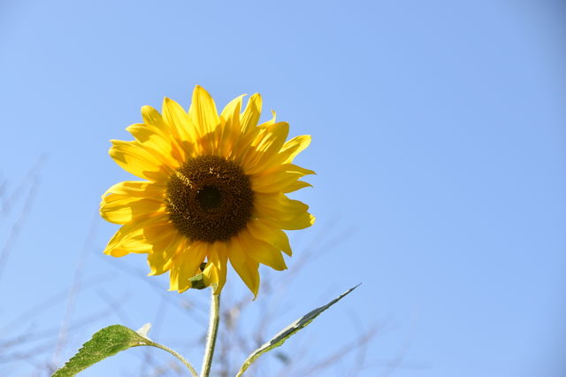 Sonnenblume