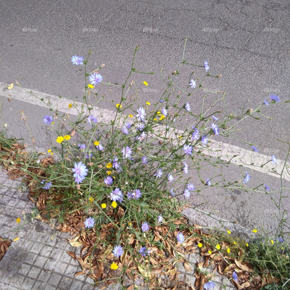 growing near the street