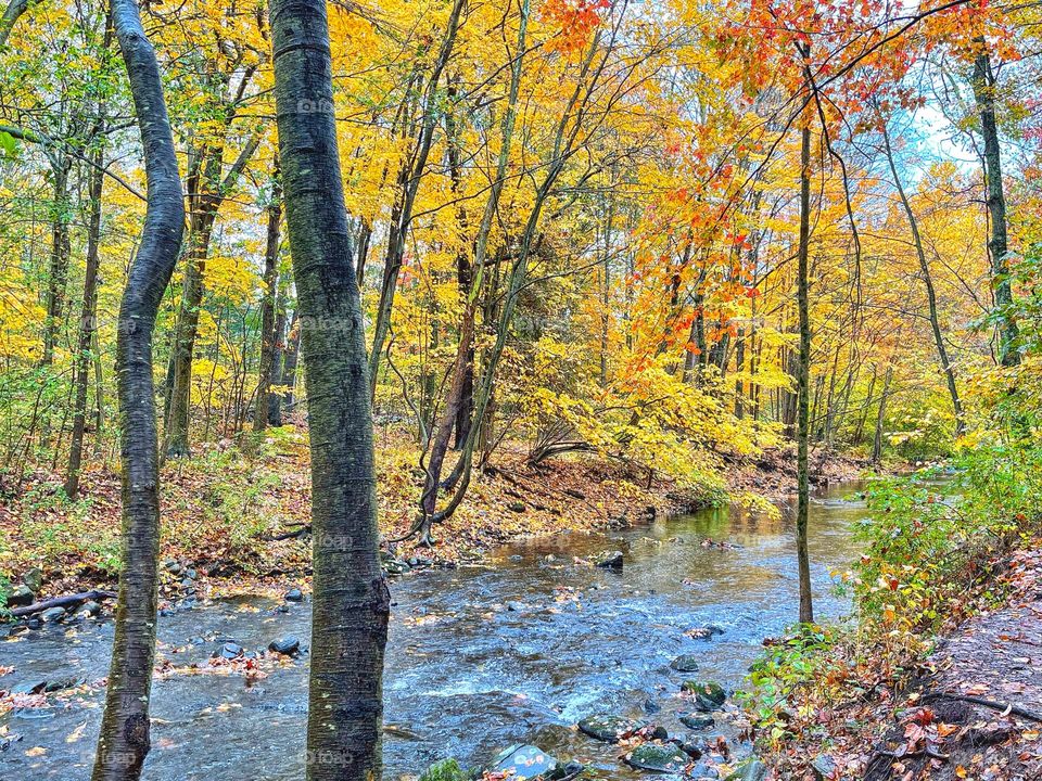 Fall foliage in New England 