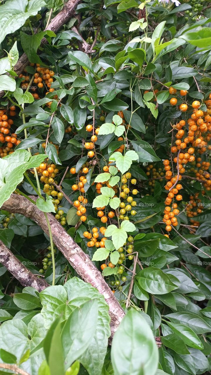 Sinyo naughty is a type of ornamental shrub that people usually plant as a living fence