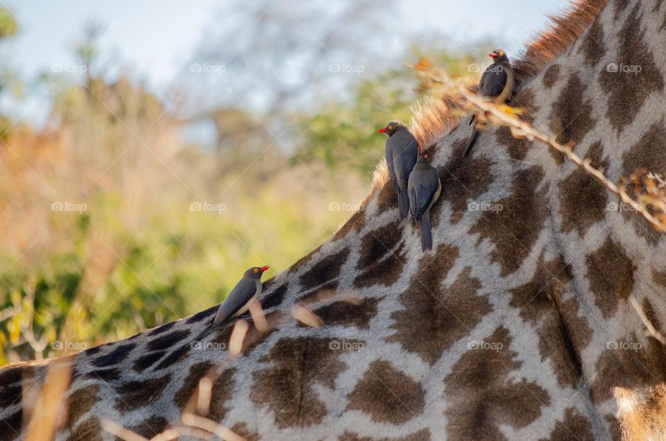 Oxpeckers On a Giraffe