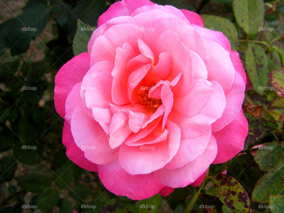 Closeup of a flower. Closeup of a pink rose