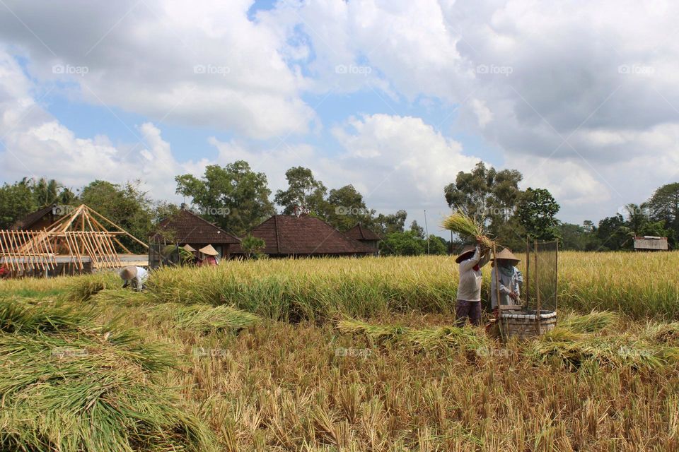 Harvest season somewhere in Ubud countryside of Bali island