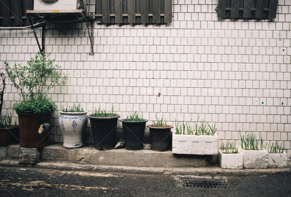 Plants on the street.