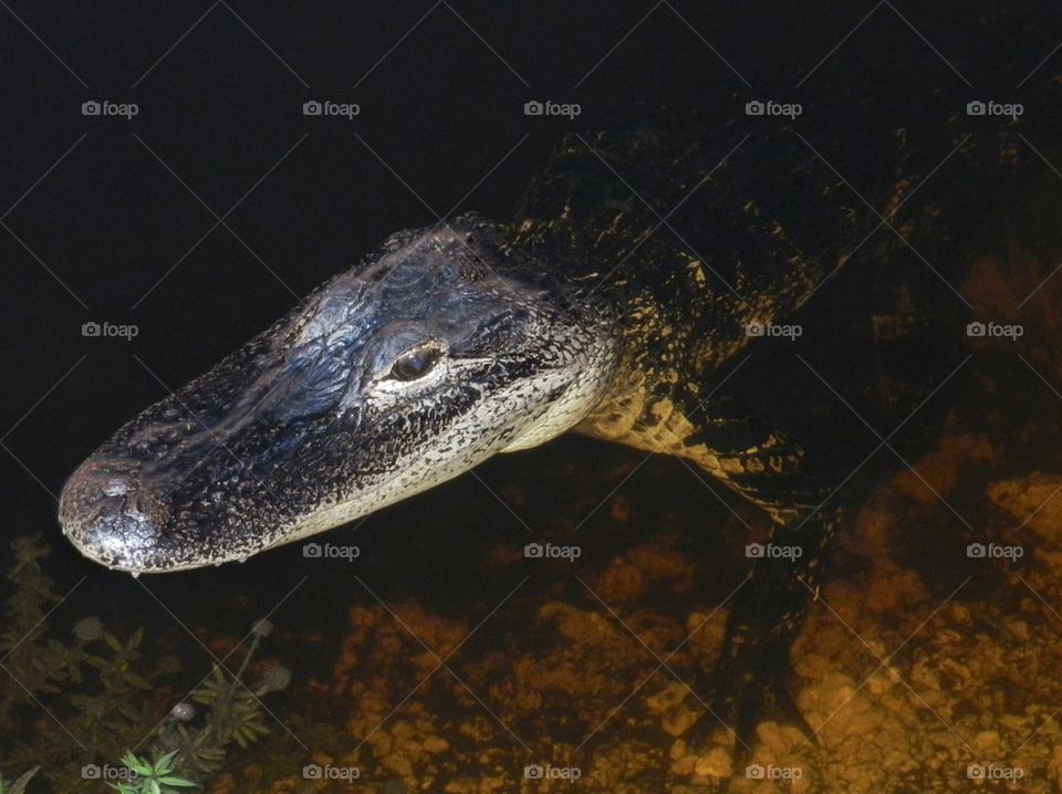 Florida Alligators