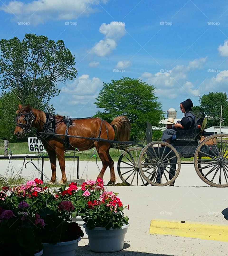 Amish woman and girl, horse drawn buggy.