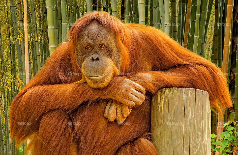 Portrait of an orangutan as he watches the world go by.