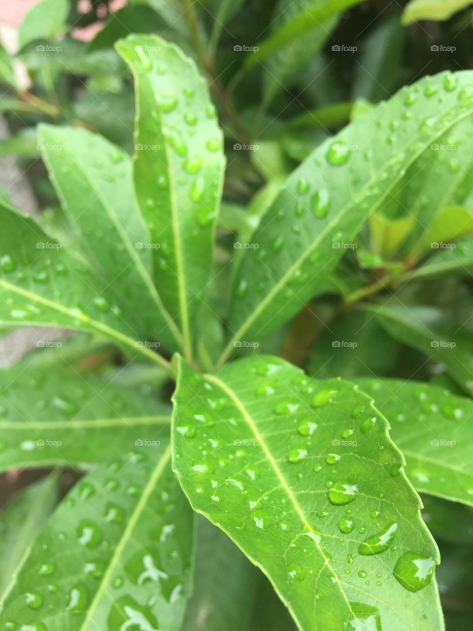 Leaf, Flora, Rain, Nature, Growth