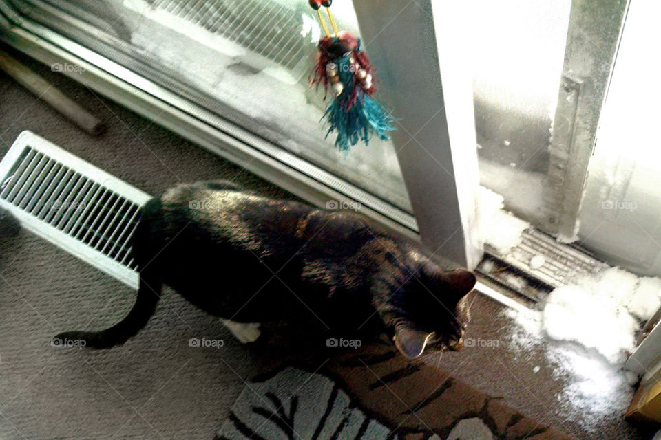 cat checking out snow