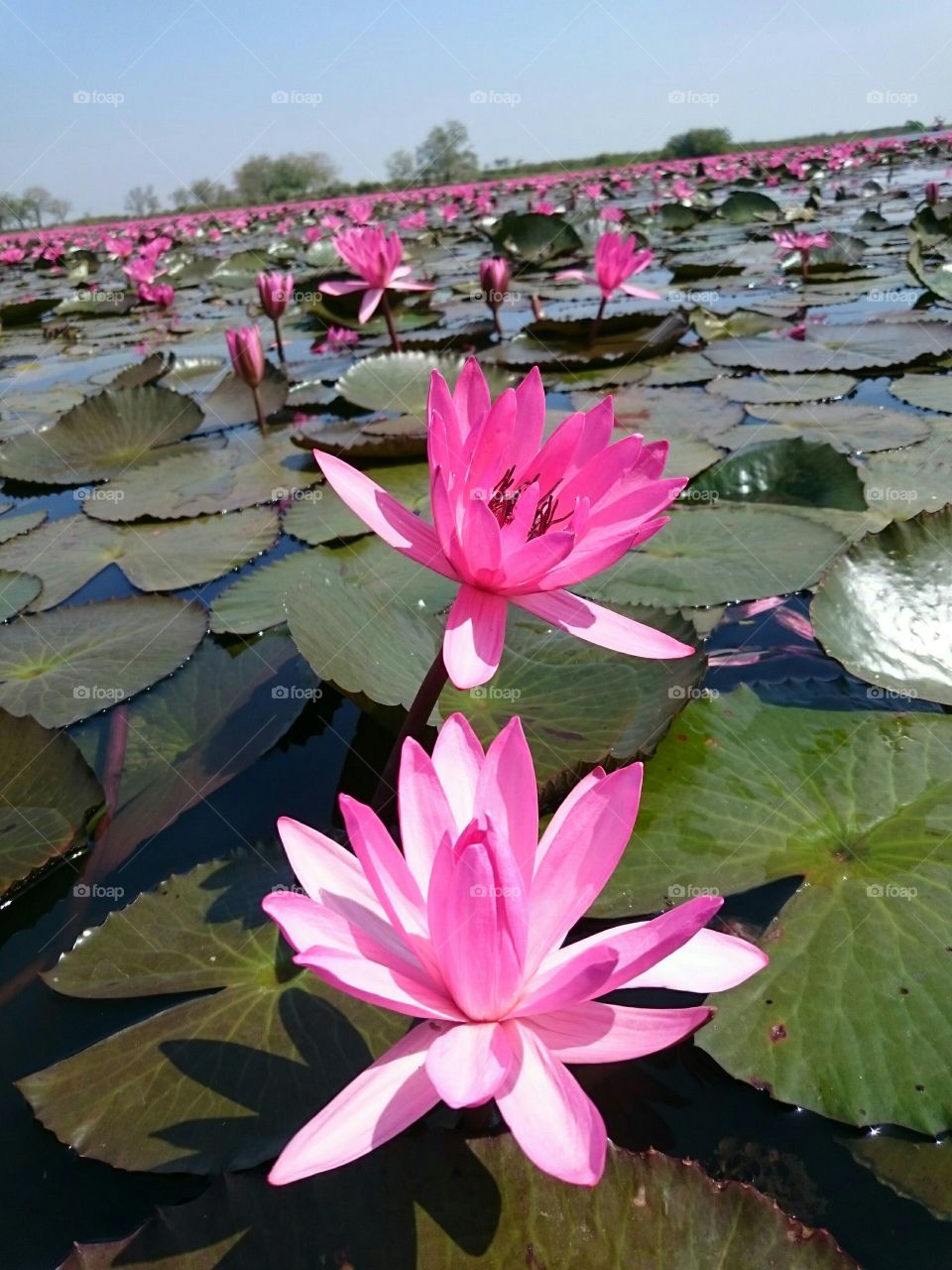 Water lily in pound