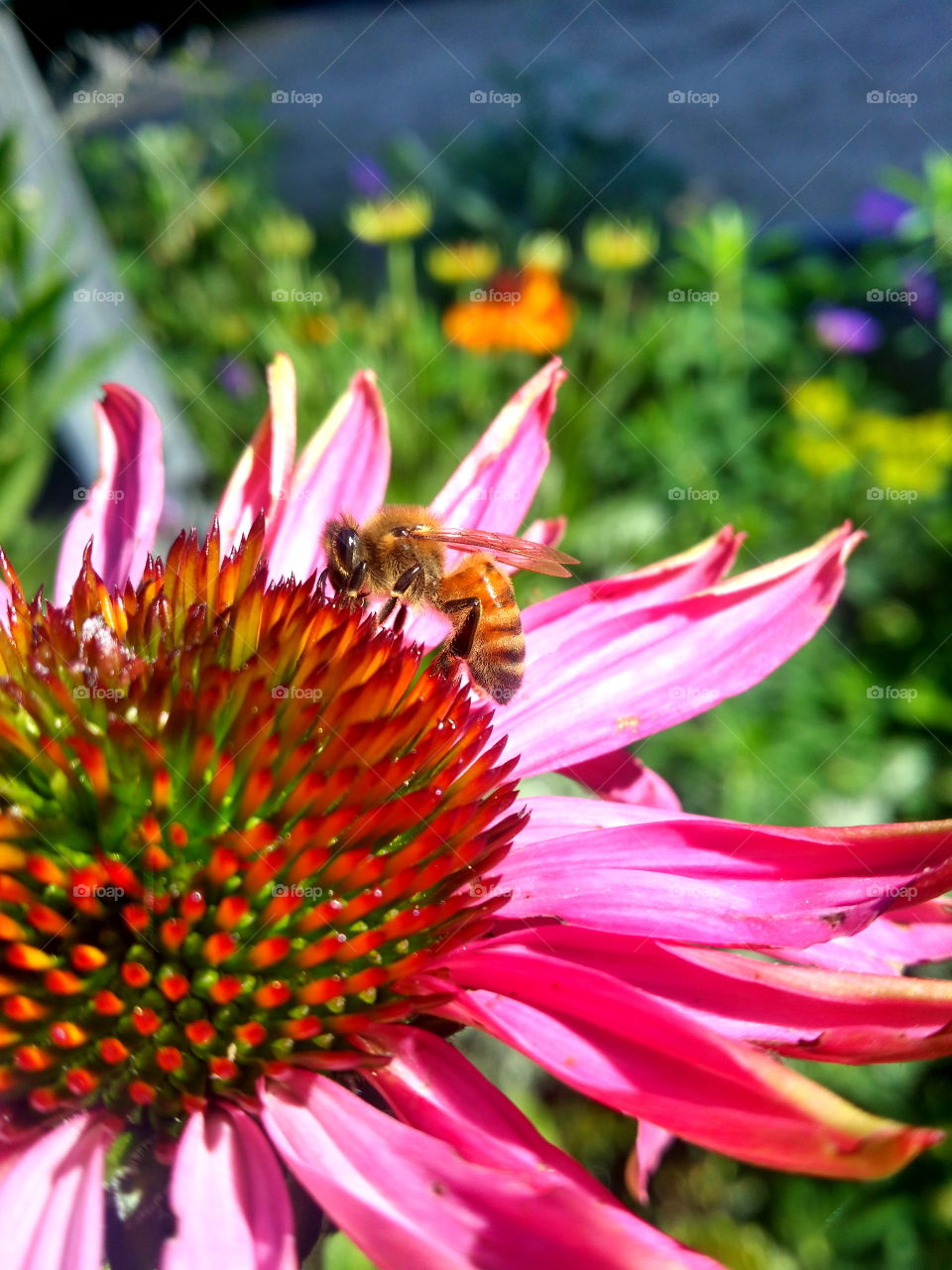 In the garden with flowers and pollinators! 🌼🐝🐞