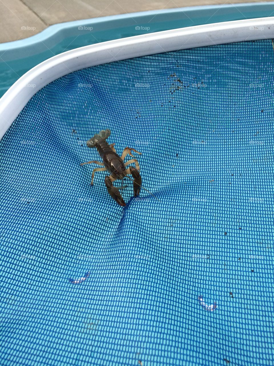 Crawdad from the pool