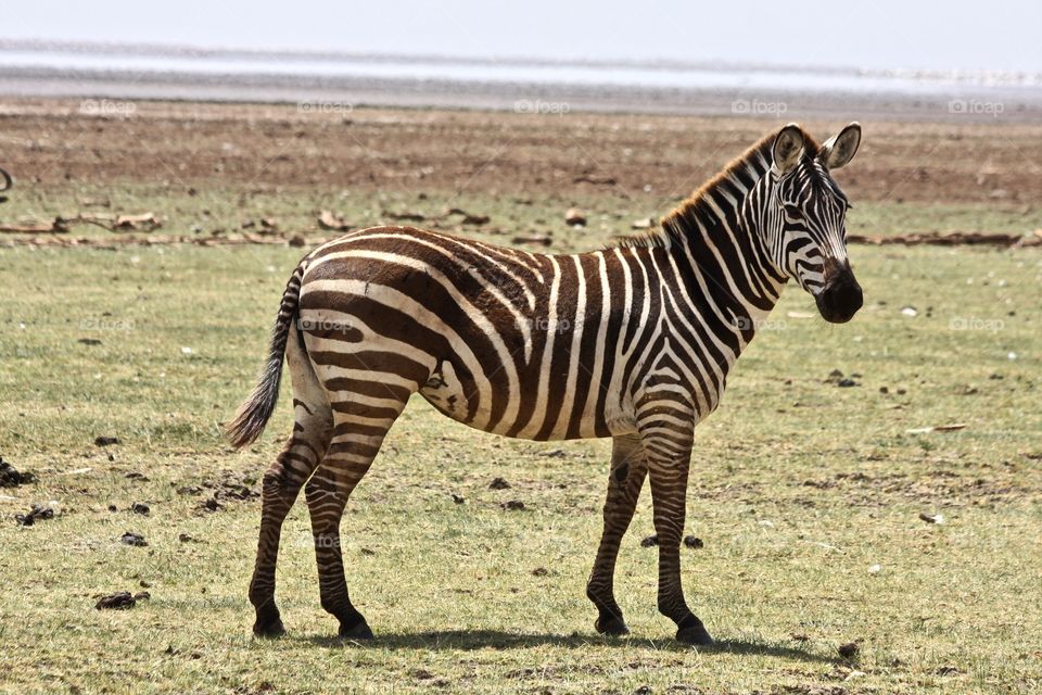 Zebra, Safari, Mammal, Wildlife, Equid
