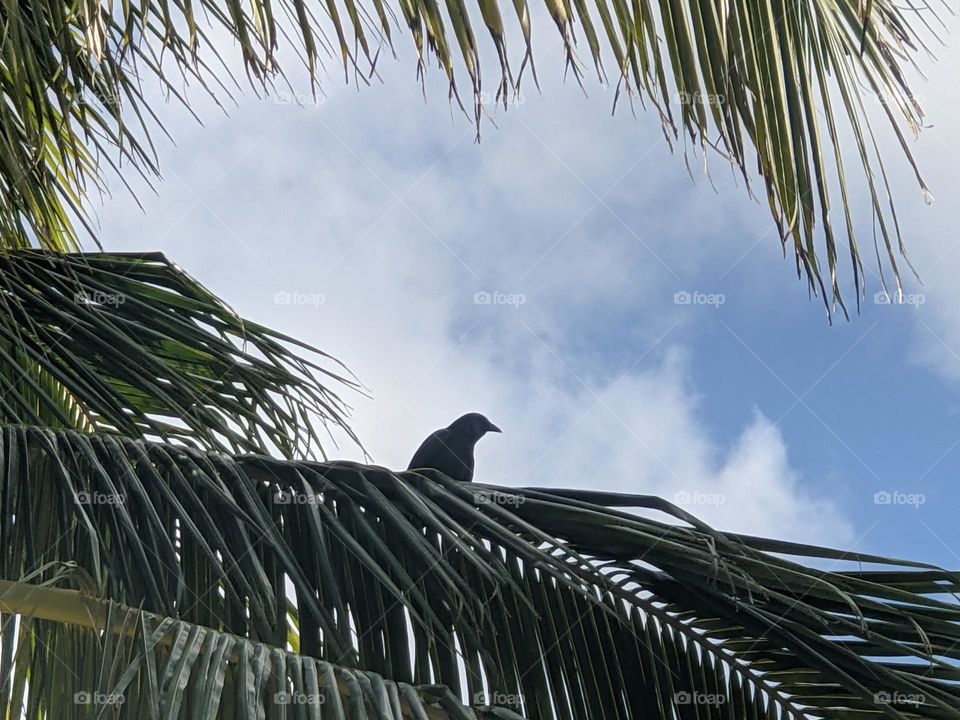Black Crow Perched in Tree.