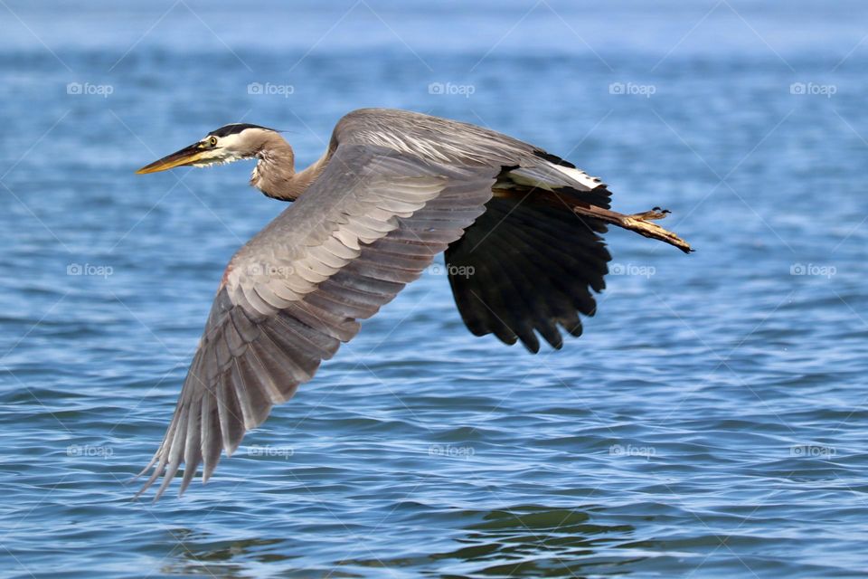 A great blue heron flies over blue waters in Commencement Bay. Tacoma, Washington 