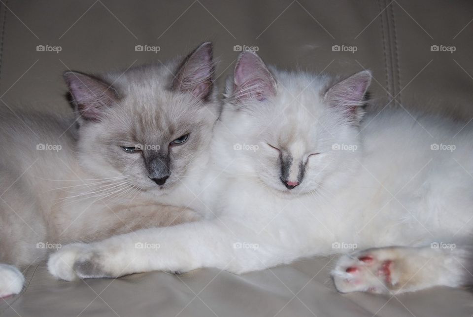 Ragdoll cats hugs