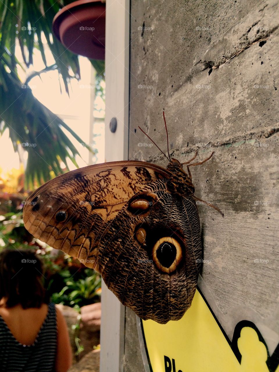 Butterflies at Science North in Sudbury