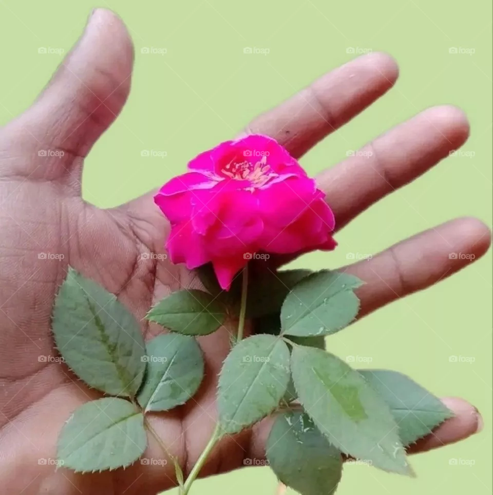 most beautiful and attractive flowers.