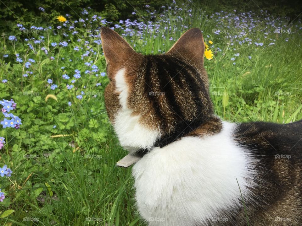 Cat. Cat in garden