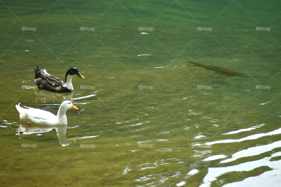 two ducks and a fish