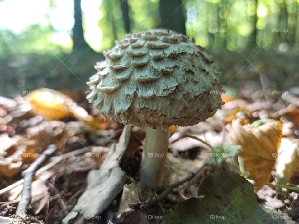 Enchanted Lens: Exploring the Magic Forest