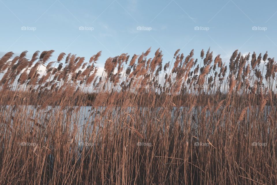Wheat grass at the lake