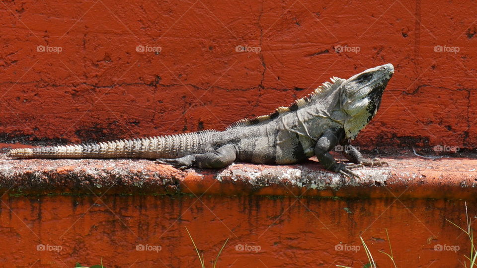 iguana in the red